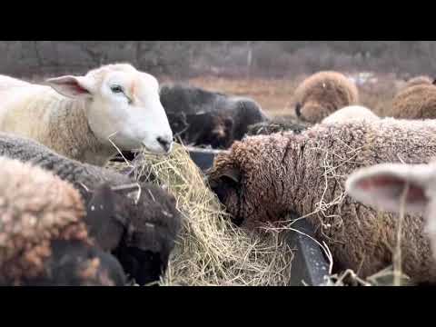 The Sheep’s Breakfast At Bedlam Farm