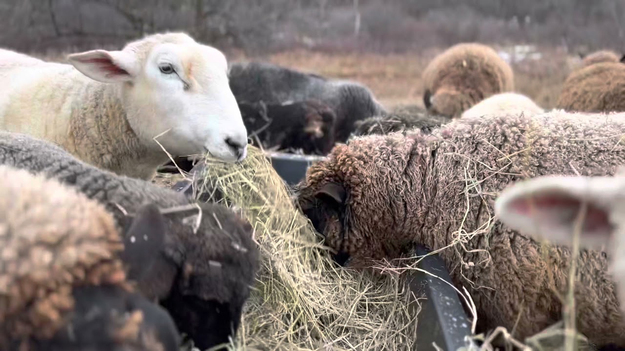 The Sheep’s Breakfast At Bedlam Farm