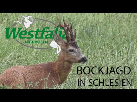 Bockjagd in Polen - Schlesien zur Blattzeit