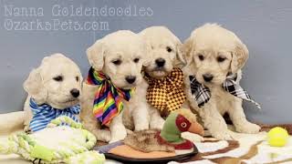 Video preview image #1 Goldendoodle Puppy For Sale in CEDAR GAP, MO, USA