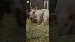 Real Pig Grunting Sounds from the Farm