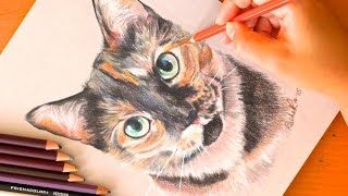 Drawing: HARDY THE SPOTTED CAT | Rachel Rie