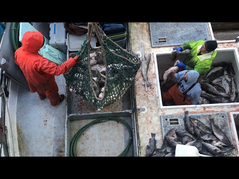 Offloading the Rockfish and Cod Catch - Beating the Weather