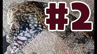 【アウトドア】トラウツボって食べれるんですか #2【釣り】