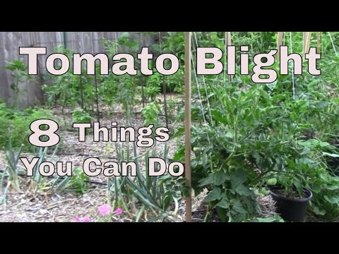 , title : '8 Ways To Help Keep Blight From Infecting Tomato Plants'
