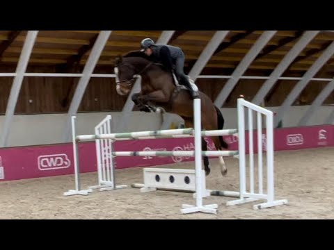 Gelding Selle Français For sale 2018 Bay