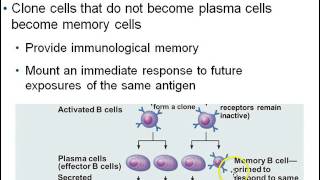 B cell clonal selection