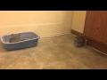 Chinchilla madness!
