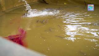 Success Story of Progressive Farmer Sh. Sumer Chand, District Yamunanagar in Fisheries Sector