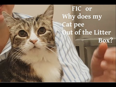 "Why does my cat pee everywhere?"  TL;DR  probably cystitis Video