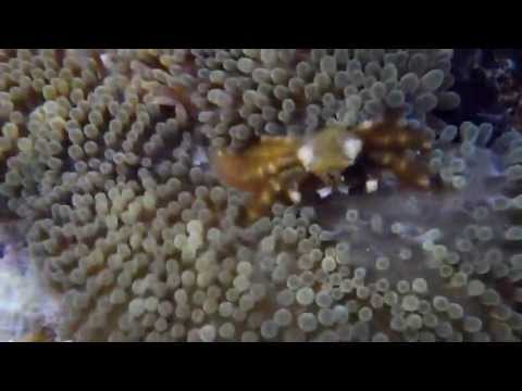 kangreu den kombibensia ku anemon, Curacao.