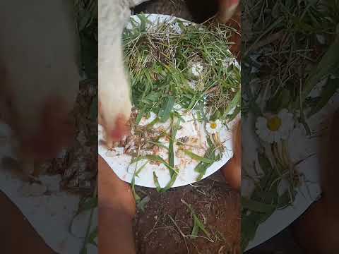 , title : 'wheat 🌾 sprouts, cooked omena    and feverfew flowers for chicken'