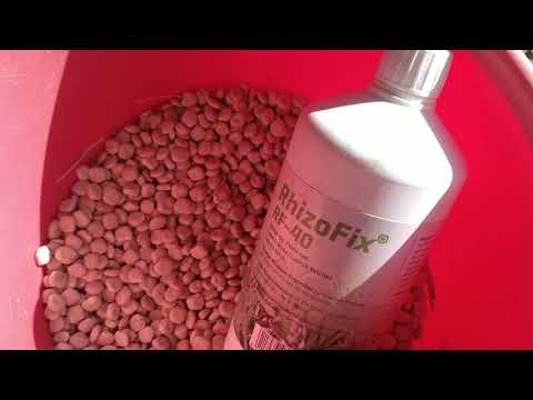 FarmVlog: Anbauversuch...Süßlupine im April