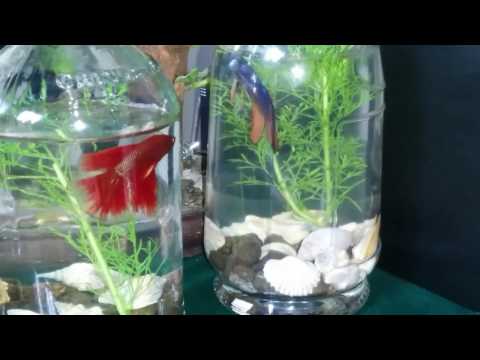 Keindahan ikan cupang hias Aquarium botol