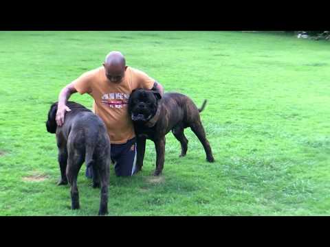 download lagu mp3 mp4 Brindle Bullmastiff, download mp3 Brindle Bullmastiff free downloadn, video klip Brindle Bullmastiff