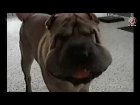 You've Been Framed! Gold: Top 100 Animals (2012) (Part 4/4)