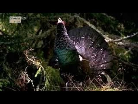 Wildes Deutschland: Die Isar - der letzte Wildfluss Doku (2016)