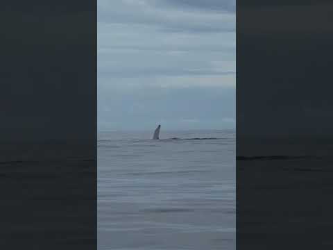 Que belleza la temporada de ballenas en Nuquí #choco espectacular!