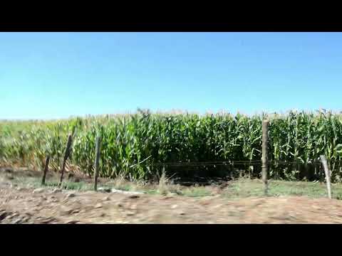 Mısır Tarlası: "Lazut"/Bingöl 2022