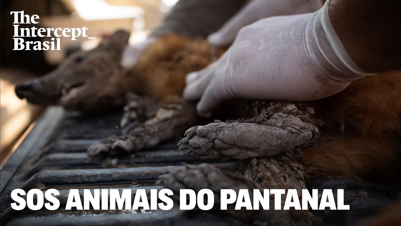 A busca pelos animais feridos em meio ao fogo no Pantanal