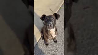 Video preview image #1 Mountain Cur-Unknown Mix Puppy For Sale in Westwood, NJ, USA