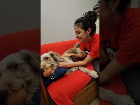 Aussie Doodle Rescue