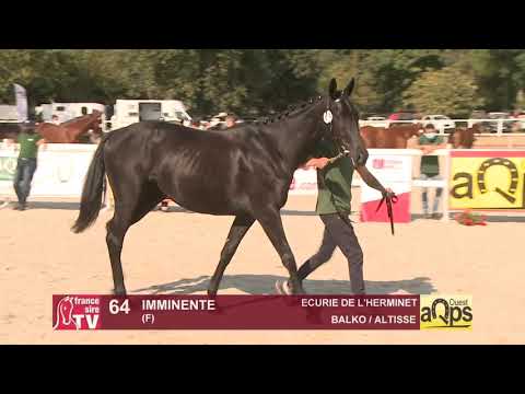 Show AQPS Ouest 2020   Lot 64
