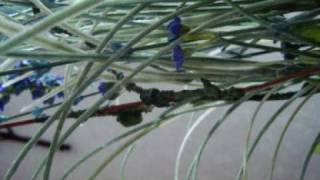 The promised Land-Justin Hayward