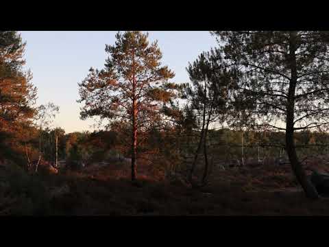 Chausse-Trappe 7a 7a+ /  Rocher du Télégraphe (fontainebleau)