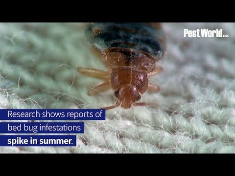 Bed Bugs Spike During Summer Travel