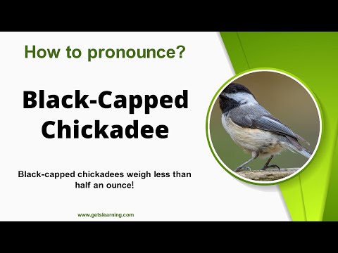 How to pronounce (Black-Capped Chickadee) Correctly in English