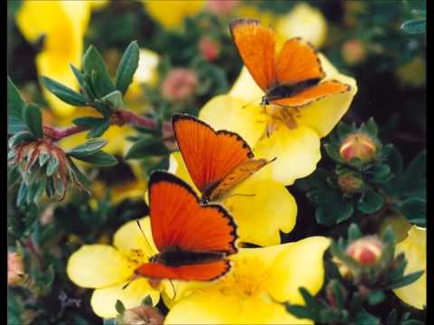 SEKAI NO YAKUSOKU 世界の約束  La promessa del mondo