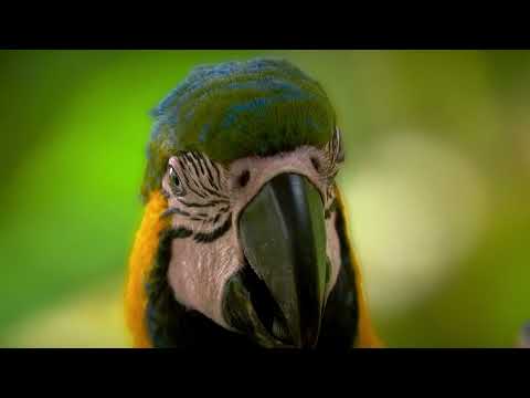 13 Birds of Peru 2023 - Cusco & Madre de Dios