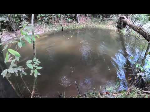 Trairão 4kg, Porto Grande - Amapá 