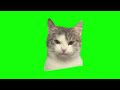 Angry Cat Green Screen