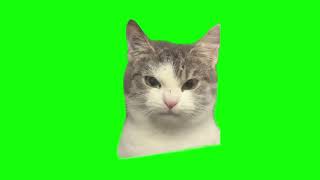 Angry cat green screen