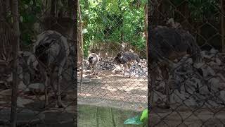 Download lagu zoo park Patna #shortsvideo #viral #animals #birds #facebook #comedy #instagram mp3 Download lagu zoo park Patna #shortsvideo #viral #animals #birds #facebook #comedy #instagram mp3