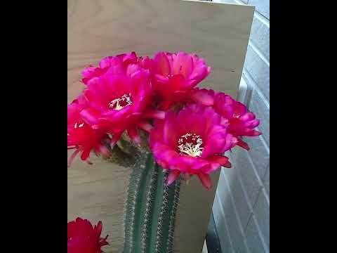 園芸 赤い花を持つ地下ウチワサボテン