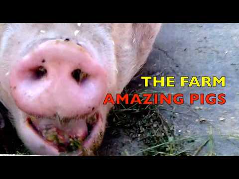 FARM with AMAZING PIGS / MOTHER PIG & BABIES / THREE LITTLE PIGS / BABIES, TODDLERS, PRESCHOOL, K-3