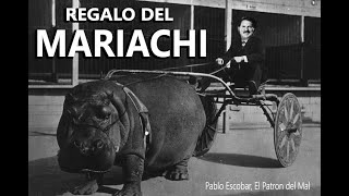 El regalo del Mariachi a PABLO ESCOBAR | Serie El Patron del Mal de Netflix.