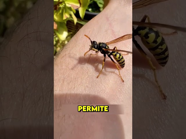 Vídeo relacionado con Nido de Avispas Señuelo, 6 Piezas Nidos de Avispas Falsas, Nidos de Avispa Artificial, Trampa para Avispa para Colgar al Aire Libre, Fake Wasp Nest para Hogares y Jardines al Aire Libre