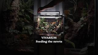 オキナワシリケンイモリのビバリウム #terrarium #shorts