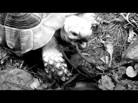 tortoise aka Blastoise