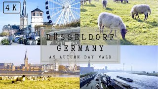 Düsseldorf (Germany) 4K: Autumn Walk along the Rhine River | Rhein | sheep | holiday | lawn mowers