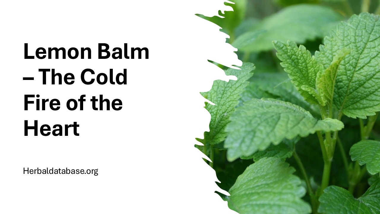 The Cold Fire of the Heart - Lemon Balm - YouTube
