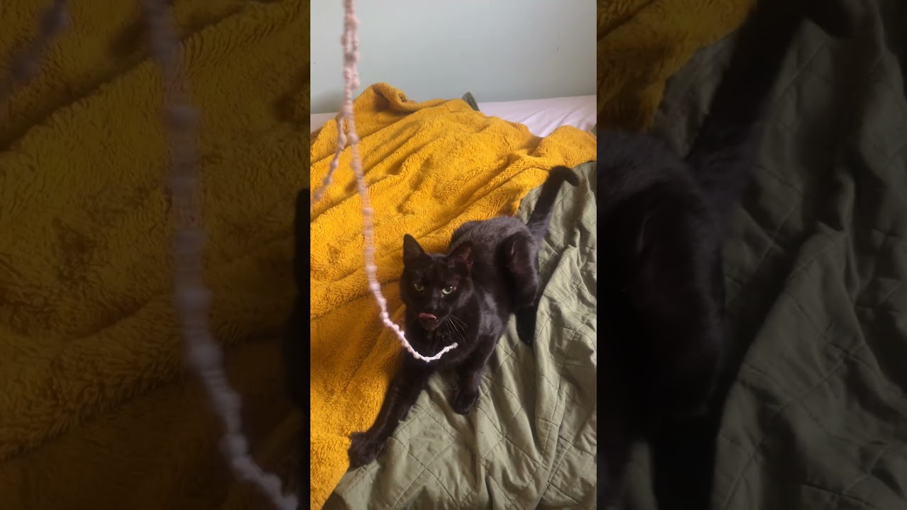 Monsieur Pierre Binx, a Adoptable mixed breed in Philadelphia, PA video 6/6