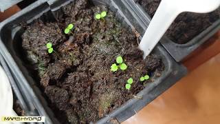 How to grow Strawberries from seeds - third leaf with Led Light part 3 (Mars-hydro)