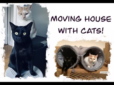 All You Need to Know About Moving House With Your Cat!!