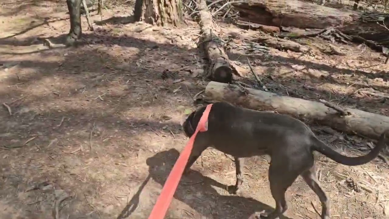 Poppy, a Adoptable mixed breed in Blairsville, GA video 6/6