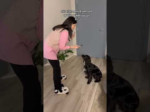 Mai prendersi troppo sul serio 😂😂😂 #cane #shorts #videodivertenti